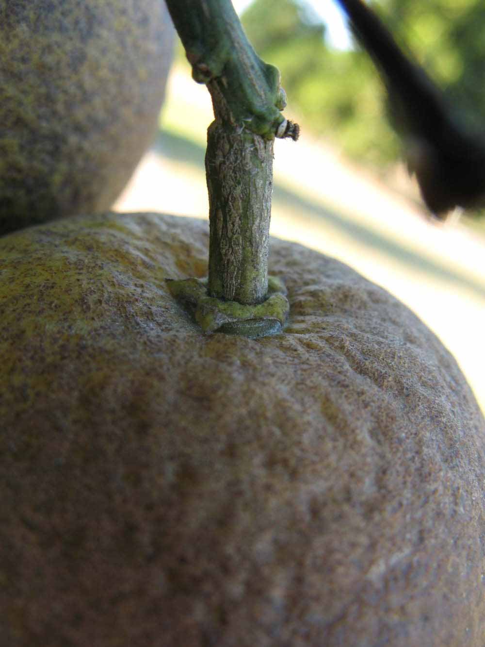              Fruit (Winter Haven, FL)       